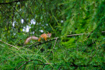 Squirrel jumping on the branches of larch with green needles. Summer day in a city park. Wildlife life in the city. Copy space.