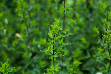 Green leafy mint background. Peppermint - grows in the garden