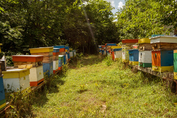 Fototapeta na wymiar beehives in the garden painted various colors