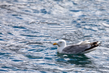 Seabirds hunt sardines in the Velfjord, northern Norway