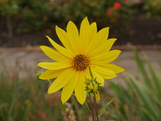 yellow flower in the garden