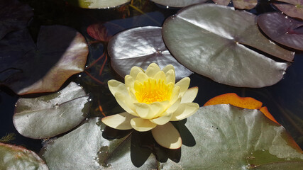 Yellow Water Lily Floating on Pond