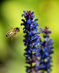 Bee Flying Towards Blue / Purple Flower Macro
