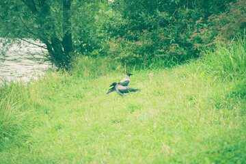 Two crows on the grass in the park
