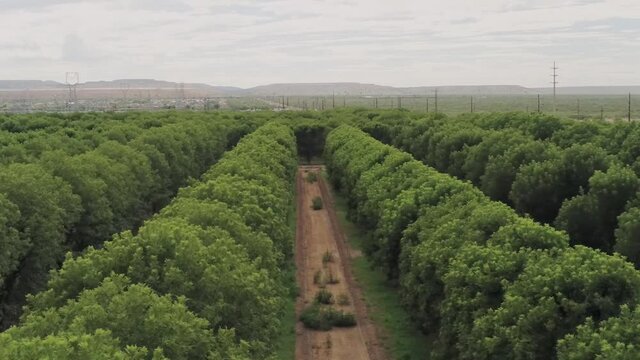 Aerial drone shot flying across rows of pecan trees in a massive orchard with mountains on the horizon.