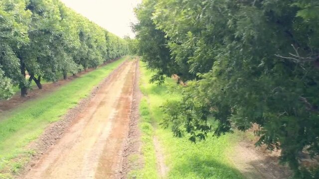 Aerial drone shot flying across the ends of rows of pecan trees in a massive orchard.