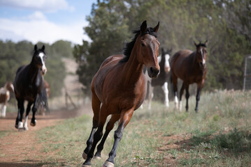 Fototapeta na wymiar beautiful horses out to pasture