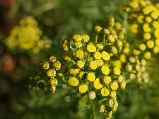 close up of yellow flower