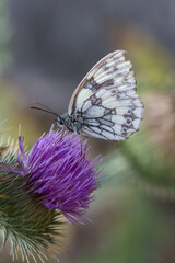 Black and white butterfly macro on red flower