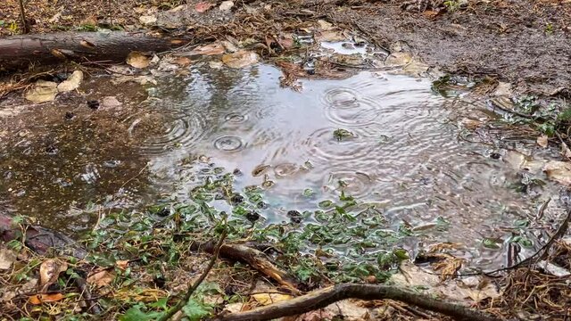 Rain drops falling from the sky over a puddle around a tree trunk.