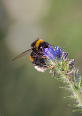 Bumblebee on blueweed