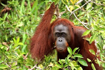 young male orang utan holding a bush in his hand within the rainforest