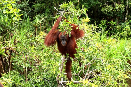 young male orang utan in the green bushes