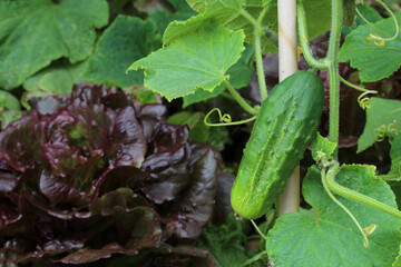 Salads and cucumber planted and growth together close up. Good neighbors vegetables in the kitchen garden. Permaculture concept.