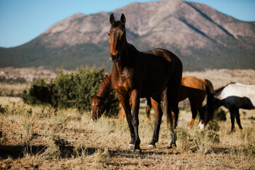 beautiful horses out to pasture