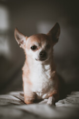 Eyeless Chihuahua dog, 12 years old on a bed