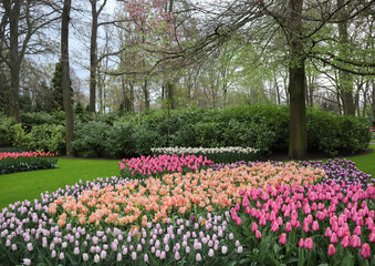 White daffodils and dark pink and light pink tulips of different varieties among green bushes and green grass on a spring day, Keukenhoff flower park, the Netherlands