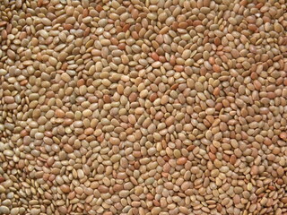 Brown color Horse gram kulthi beans