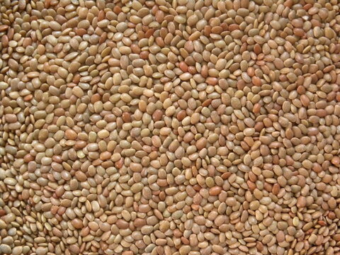 Brown color Horse gram kulthi beans