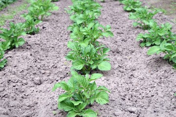 Several green bushes of growing potato in a row in the backyard garden. Latin name: Solanum tuberosum.