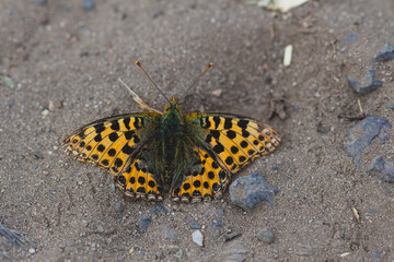 Orange butterfly with black spots on sandy ground