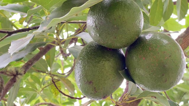 Close up of avocado fruits hanging on tree branch in the middle of the woods