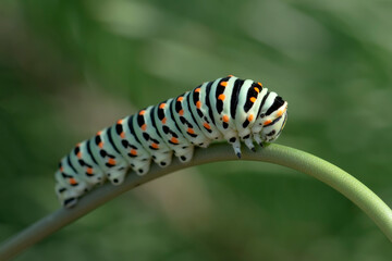 Macro shots, Beautiful nature scene. Close up beautiful caterpillar of butterfly  