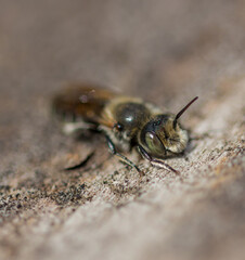 Wild bee macro in brown grey colours and big green eyes