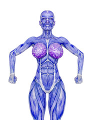 female bodybuilding in muscle maps is doing a bodybuilder pose four in white background close up view
