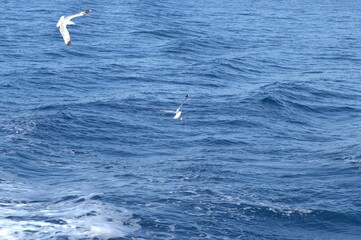 Evia island, Greece - June 28. 2020: Sea gull in a natural environment 