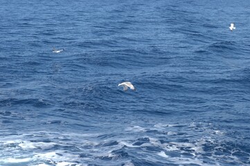Fototapeta premium Evia island, Greece - June 28. 2020: Sea gull in a natural environment 