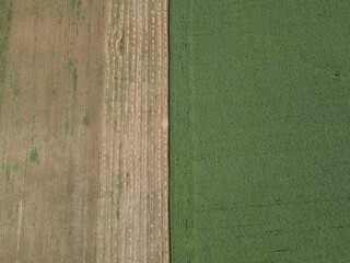 Aerial close up view of a yellow-green corn field