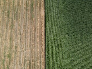 Aerial close up view of a yellow-green corn field