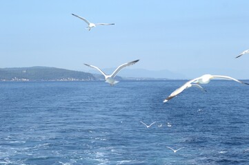 Evia island, Greece - June 28. 2020: Sea gull in a natural environment 