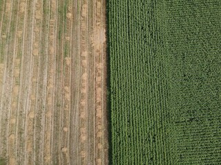 Aerial close up view of a yellow-green corn field