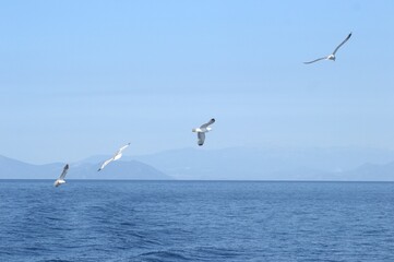 Evia island, Greece - June 28. 2020: Sea gull in a natural environment 