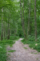 Foret au lac des Vieilles Forges