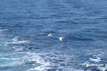 Evia island, Greece - June 28. 2020: Sea gull in a natural environment 