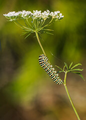 Macro shots, Beautiful nature scene. Close up beautiful caterpillar of butterfly  