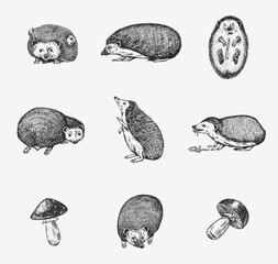 Hedgehog set. Spiny forest animal. Vector Engraved hand drawn Vintage sketch for label or poster.