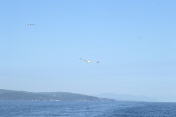 Fototapeta na wymiar Evia island, Greece - June 28. 2020: Sea gull in a natural environment 