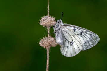 Macro shots, Beautiful nature scene. Closeup beautiful butterfly sitting on the flower in a summer garden.