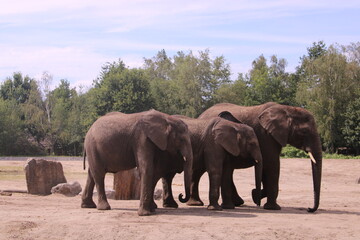 Fototapeta na wymiar African elephant brothers 
