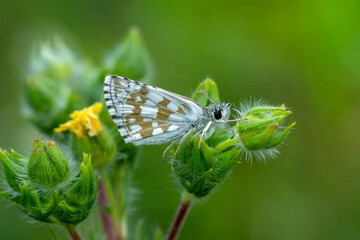 Macro Photography of Moth on Twig of Plant.