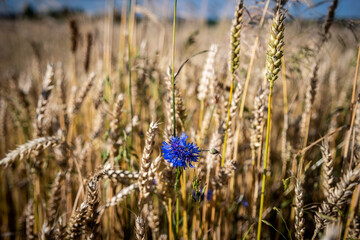 Obraz premium bławatek w zbożu