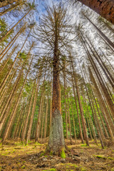 View of a Firs bare trunk, after the infestation damage, caused by the global warming through the Bark Beetle in the Bavarian Forest, Germany
