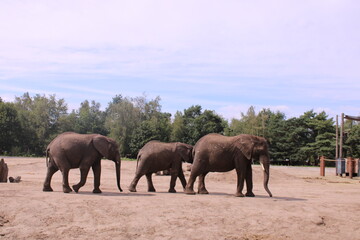 young african elephants in the savannah