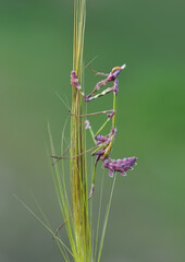 Close up of pair of Beautiful European mantis ( Mantis religiosa )