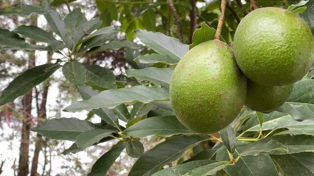 Close up of avocado fruits hanging on tree branch in the middle of the woods