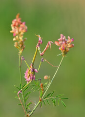 Close up of pair of Beautiful European mantis ( Mantis religiosa )